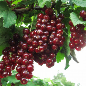 Саженцы Смородина Вишневая (Красная)