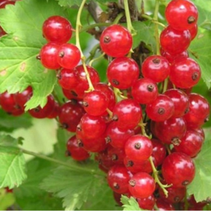 Саженцы Смородина Натали (Красная)
