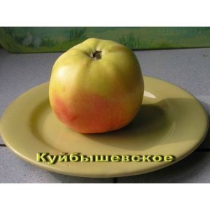 Саженцы Яблоня Куйбышевское