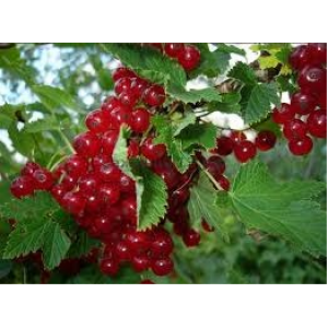 Саженцы Смородина Вика (Красная)