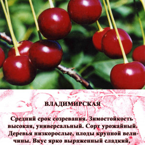 Саженцы Вишня Владимирская