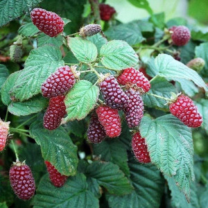 Саженцы Ежемалина Логан Берри (красная)