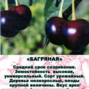 Саженцы Вишня Багряная