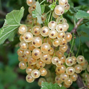 Саженцы Смородина Баяна (белая)