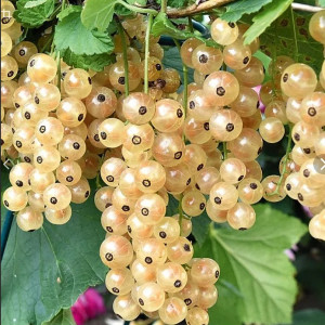 Саженцы Смородина Белая Фея (белая)