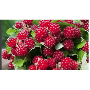 Саженцы Ежемалина Ред Даймонд (красная)