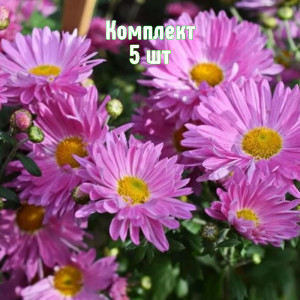 Саженцы Хризантема Звезда Подмосковья