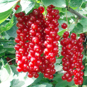 Саженцы Смородина Сахарная (Красная)
