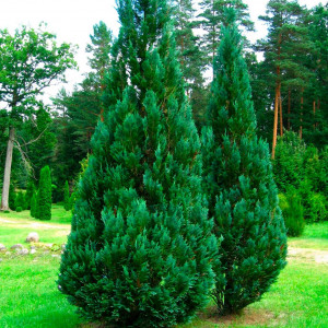 Саженцы Кипарисовик Лавсона 60-100 см