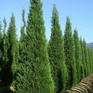Саженцы Кипарисовик Лейланда (сеянец 10-25 см)