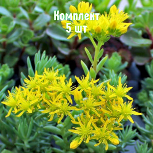Саженцы Комплект 5шт / Очиток (седум) скальный Блю Форест