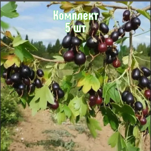 Саженцы Комплект 5шт / Смородина золотистая Валентина