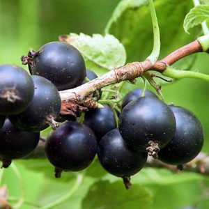Саженцы Смородина Ленинградский великан (Черная)