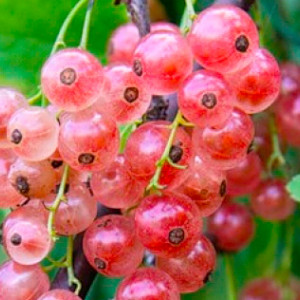 Саженцы Смородина Роза Чайр (Красная)