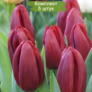 Саженцы Тюльпан Стронг Лав