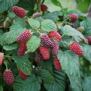 Саженцы Ежемалина Тайберри (красная)