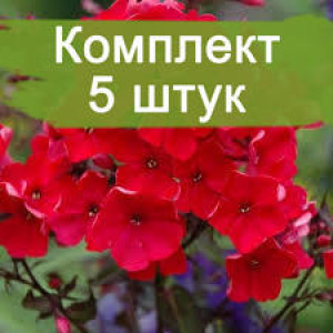 Саженцы Флокс Тенор