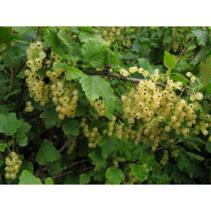Саженцы Смородина Виксне (белая)