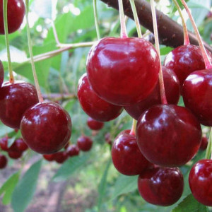 Саженцы Вишня Песковацкая