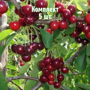 Саженцы Комплект 5шт / Вишня Журавка