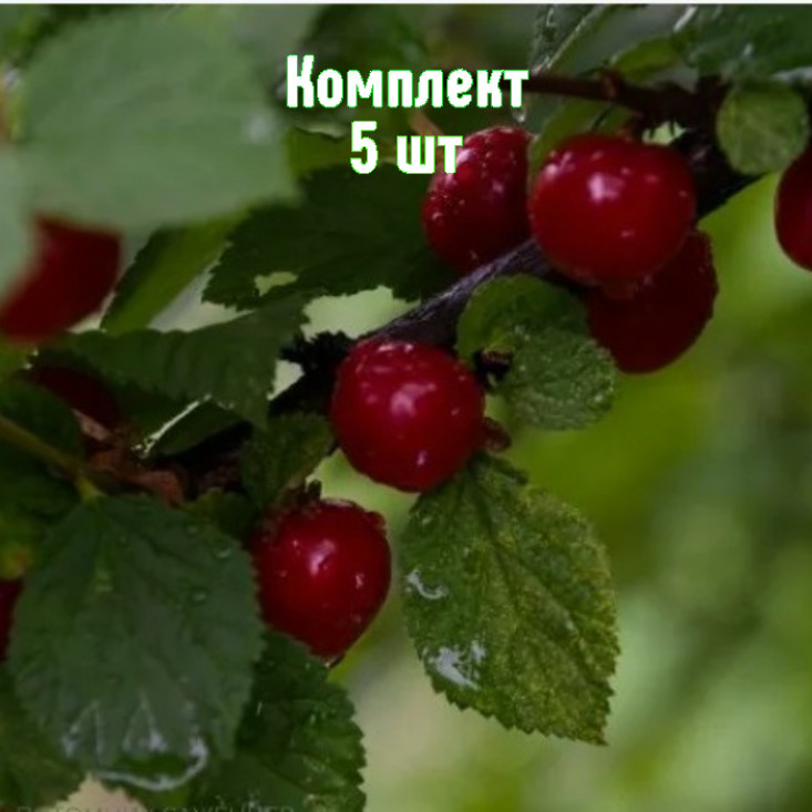 Комплект 5шт / Вишня войлочная Любимица Комплект 5шт / Вишня войлочная Любимица