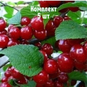 Саженцы Комплект 5шт / Вишня войлочная Океанская вировская